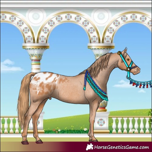 Horse Color:Chestnut Blanket Rabicano 