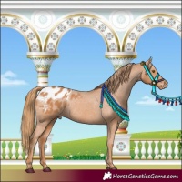 Horse Color:Chestnut Blanket Rabicano