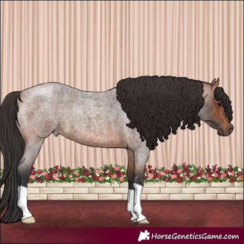 Horse Color:Bay Roan 