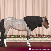 Horse Color:Bay Roan 
