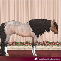 Horse Color:Bay Roan 