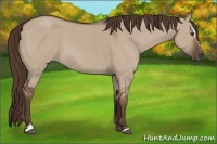 Horse Color:Liver Red Dun Sabino