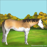 Horse Color:Buckskin Onyx Splash 
