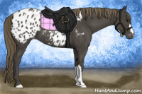 Horse Color:Smoky Black Appaloosa 