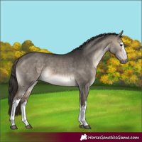 Horse Color:White Spotted Bay Dun 
