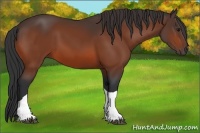 Horse Color:Bay Tobiano 