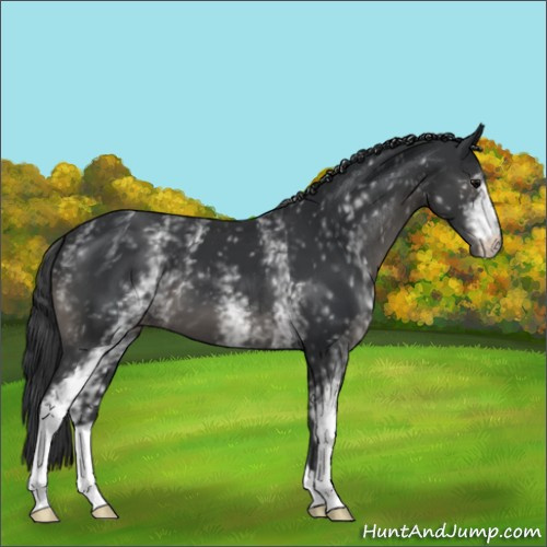 Horse Color:White Spotted Black 