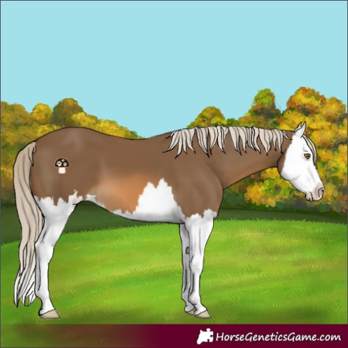 Horse Color:Chocolate Palomino Splash 