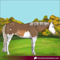 Horse Color:Chocolate Palomino Splash 