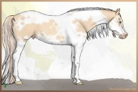 Horse Color:Gold Champagne Roan Dun Splash Tobiano Frame 