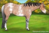 Horse Color:White Spotted Bay Roan