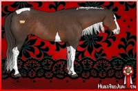 Horse Color:Liver Chestnut Splash Tobiano Rabicano