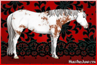 Horse Color:Bay Sabino 