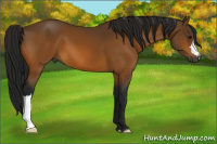 Horse Color:Gray Buckskin 