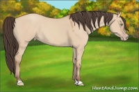 Horse Color:Amber Champagne Dun 