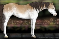 Horse Color:White Spotted Sable Cream Champagne Sabino 