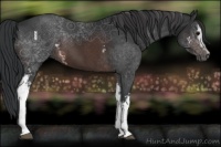 Horse Color:White Spotted Brown 