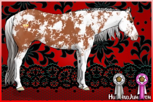 Horse Color:Bay Sabino 