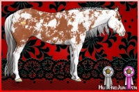 Horse Color:Bay Sabino 