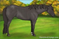 Horse Color:Smoky Blue Roan 