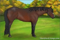 Horse Color:Brown 