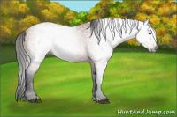 Horse Color:Gray Bay 