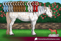 Horse Color:Gray Red Dun Tobiano Near Leopard  and Chestnut Near Leopard 