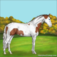 Horse Color:Silver Bay Splash Tobiano Rabicano