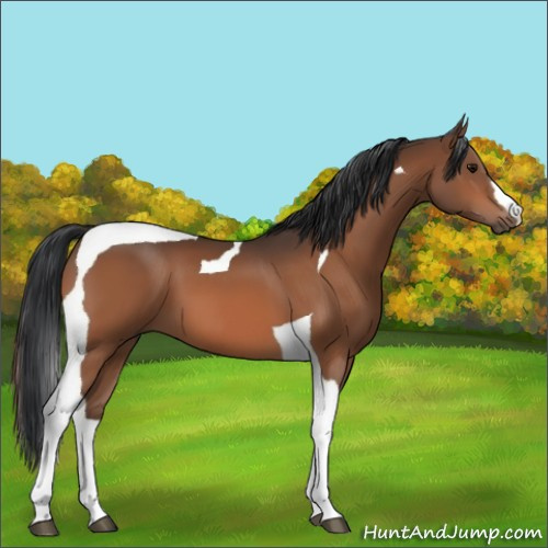Horse Color:Bay Tobiano 