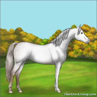 Horse Color:Gray Chestnut 