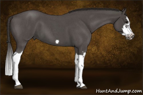 Horse Color:Smoky Blue Roan Splash Frame 
