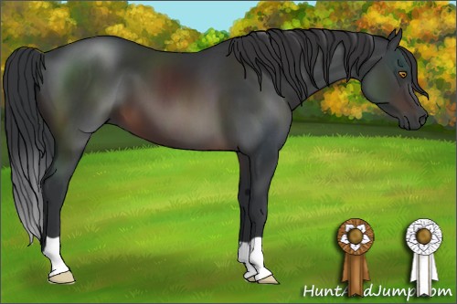 Horse Color:Brown 