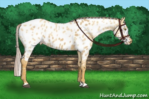 Horse Color:Palomino Dun Near Leopard and Palomino Dun Blanket