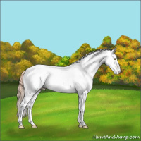Horse Color:White Spotted Gold Champagne Appaloosa 