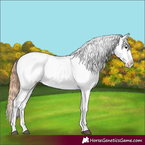 Horse Color:Bay Snowcap