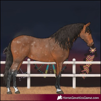 Horse Color:Bay 