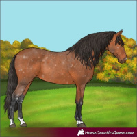 Horse Color:Bay 