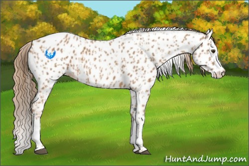 Horse Color:Chestnut Appaloosa  and Chestnut Splash Appaloosa 