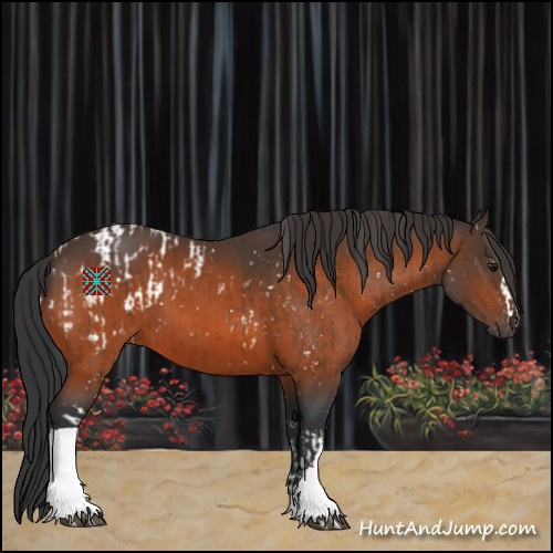 Horse Color:Bay Appaloosa  and Bay 