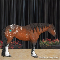 Horse Color:Bay Appaloosa  and Bay 