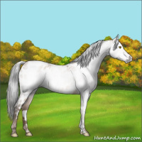 Horse Color:Gray Amber Champagne Sabino Appaloosa 
