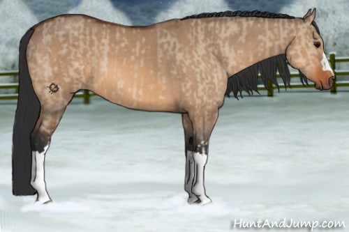 Horse Color:Bay Dun  and Bay Dun 