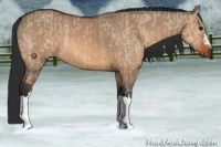 Horse Color:Bay Dun  and Bay Dun 