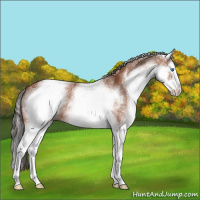 Horse Color:White Spotted Bay Splash 