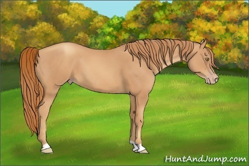 Horse Color:Gold Champagne 