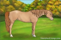 Horse Color:Gold Champagne 