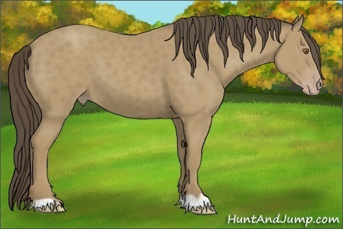 Horse Color:Classic Cream Champagne 