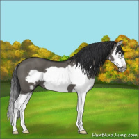 Horse Color:Grullo Splash Frame