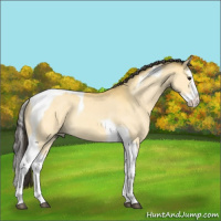 Horse Color:Buckskin Splash Tobiano 