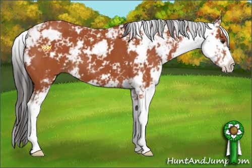Horse Color:Bay Sabino 